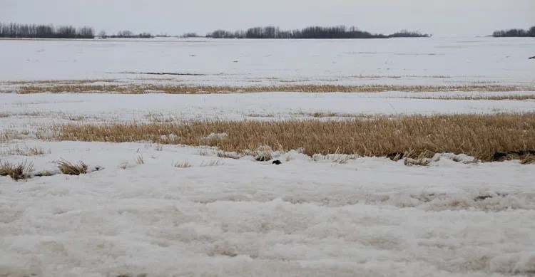 Farm-Field-Snow pic