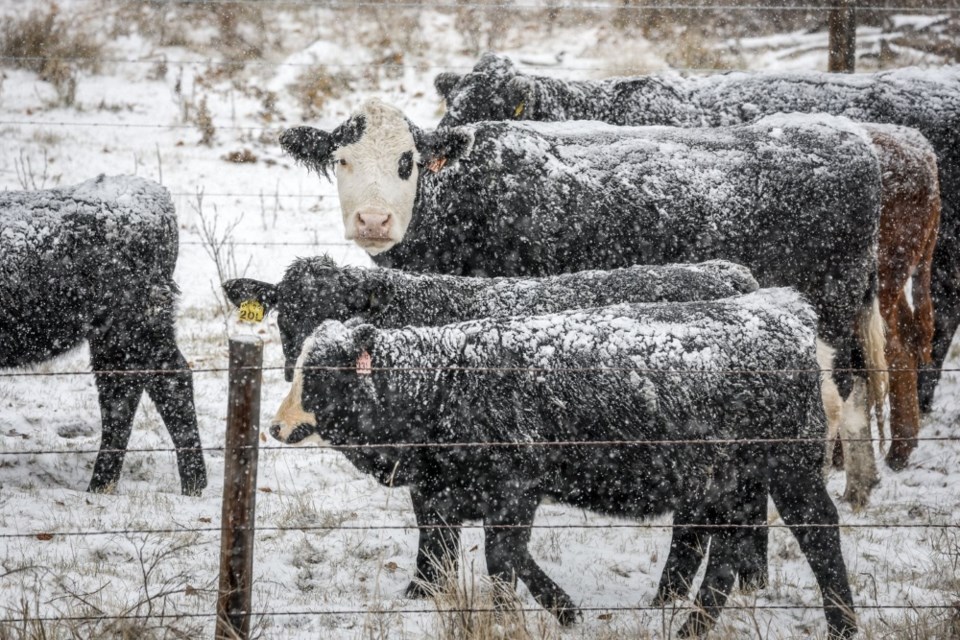 (CP) WN Winter Forecast