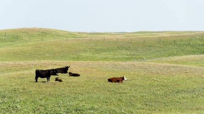 Cattle