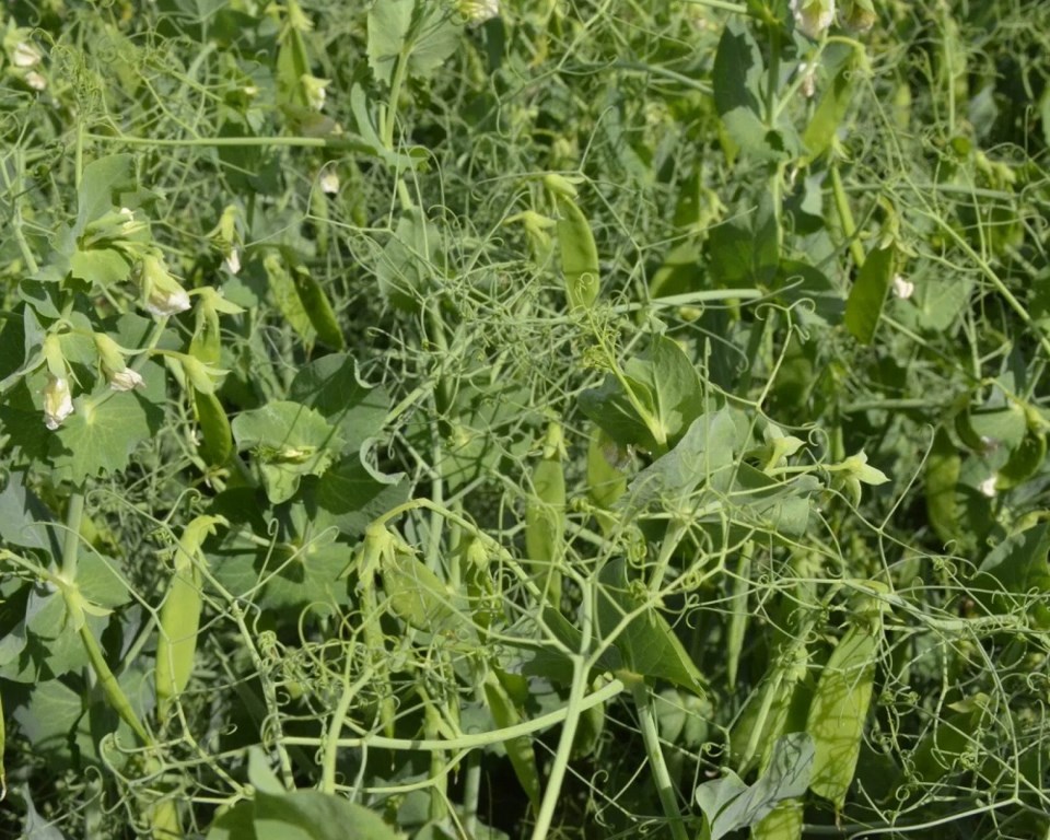 Field-Peas