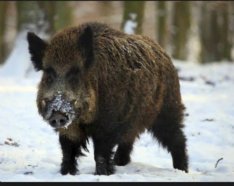 wild-boar