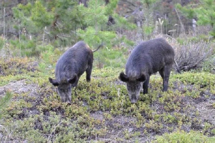 wild-pigs-