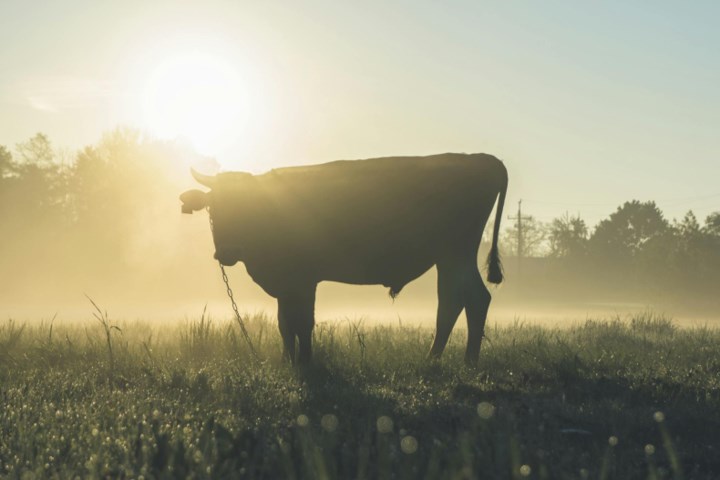 Feeder cattle prices climb higher as demand remains strong