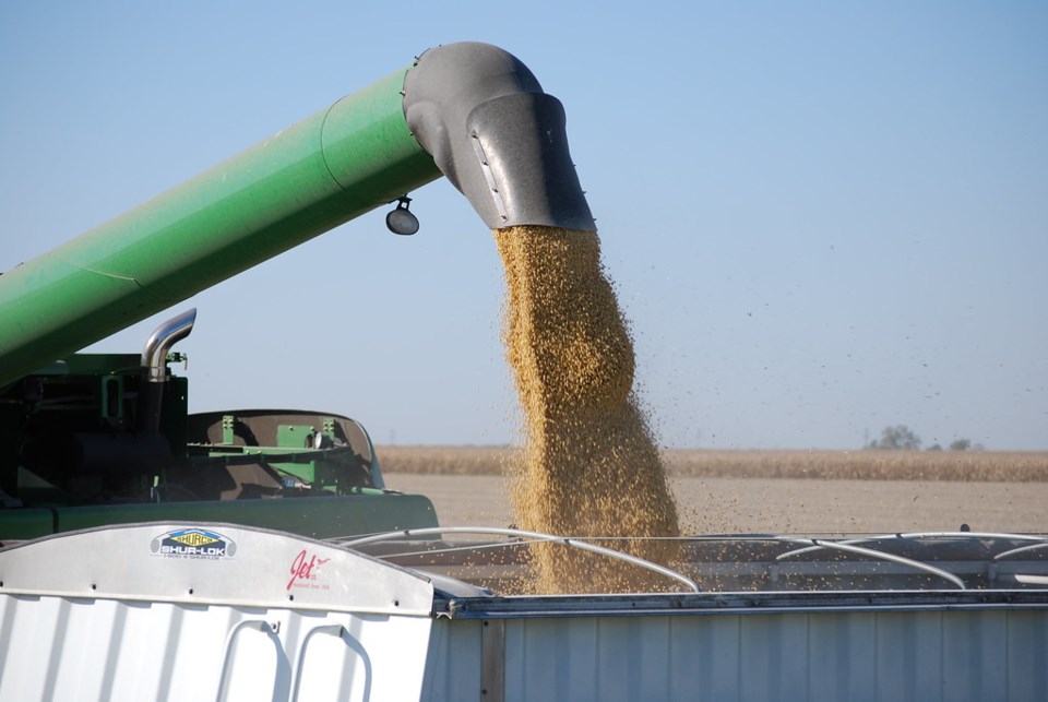 soybeans harvest