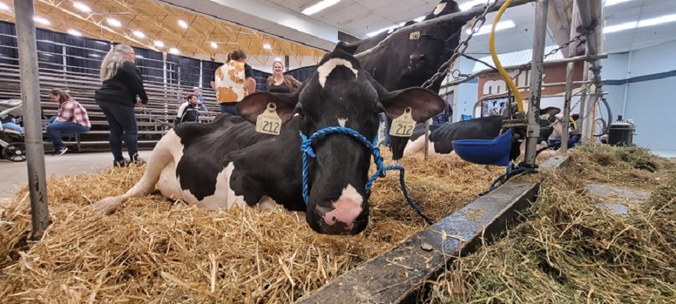 Agribition-Dairy Cow Photo (resize)