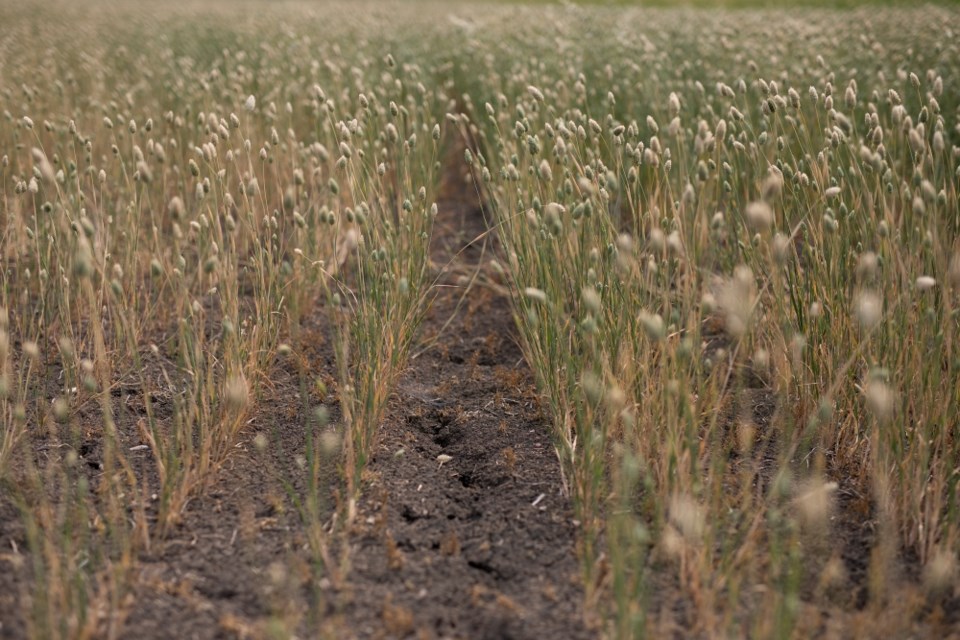 (CP) Farms Climate Change Drought