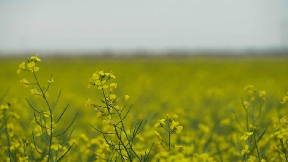 Canola