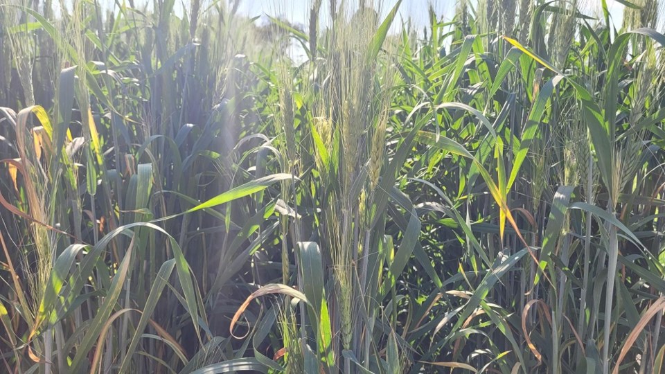 Generic Wheat Photo
