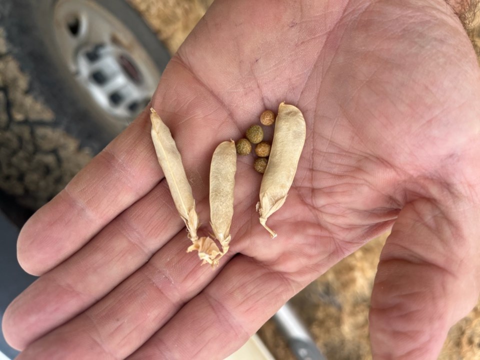 Maple peas