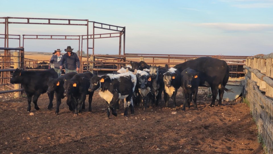 Wilner-Elbow Community Pasture