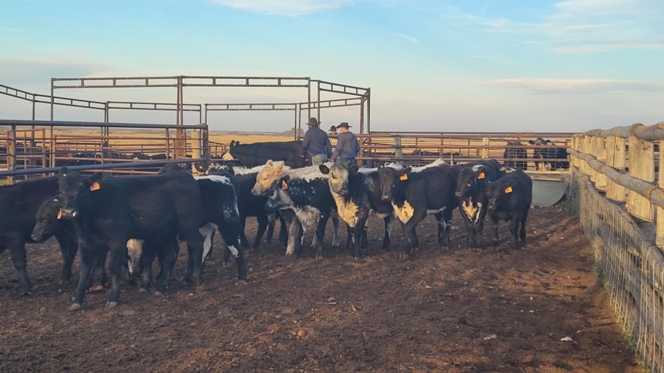 Calves generic photo