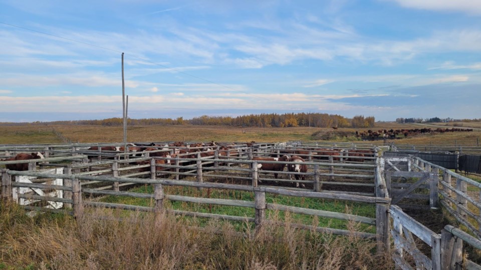 Cattle from Garry Community Pasture