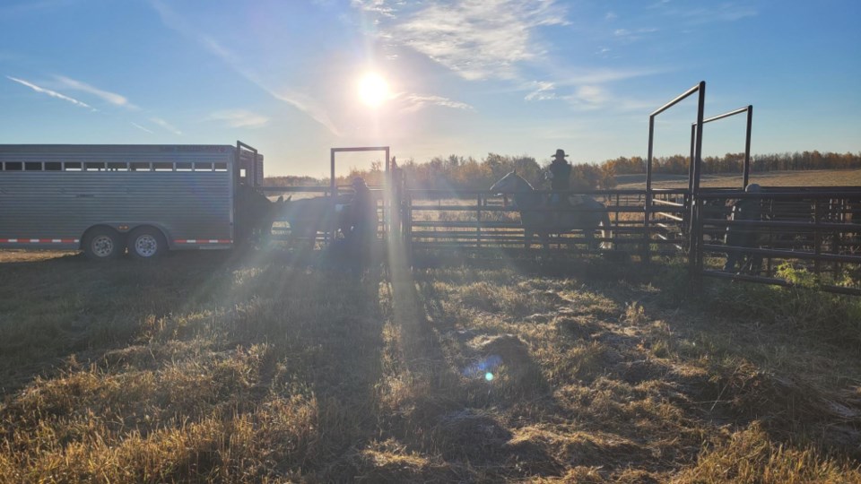Insinger Community Pasture