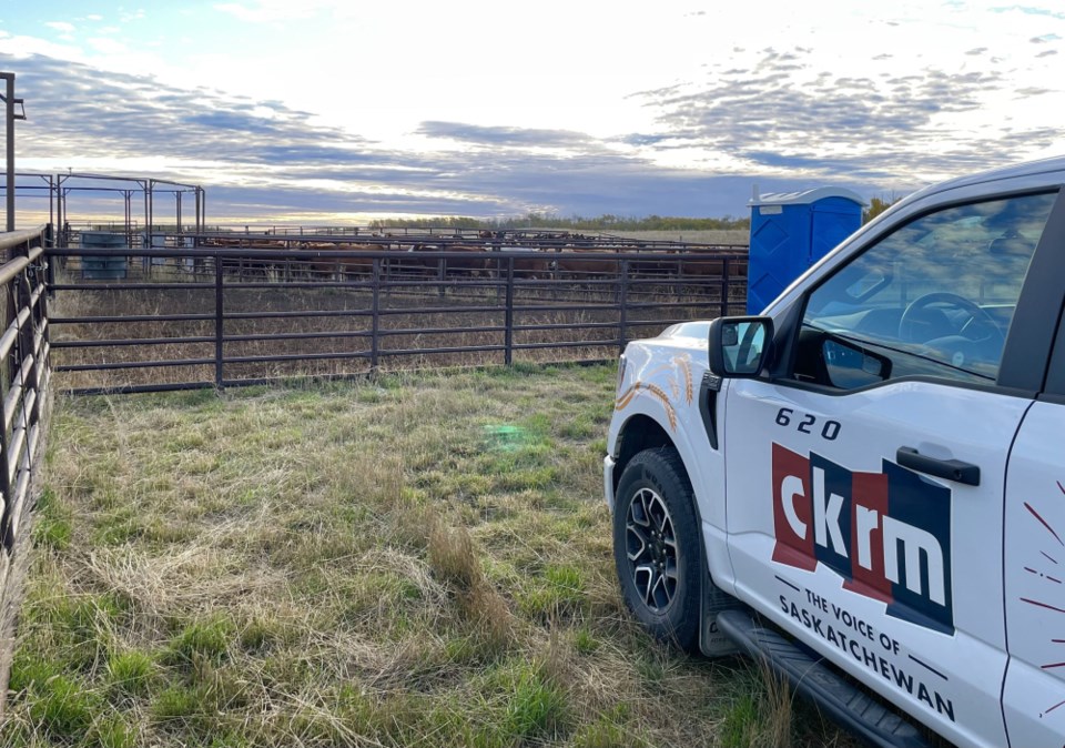 CKRM truck – cattle backdrop