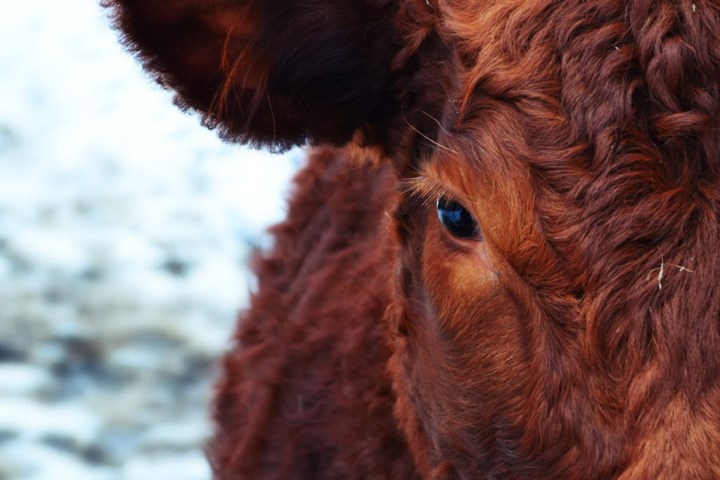 Cattle Market Update: Alberta feeder cattle prices mostly down, no Sask. feeder cattle prices available