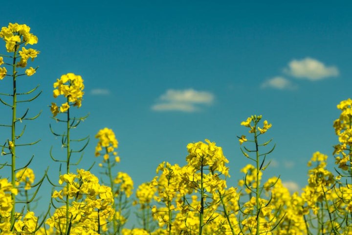 AAFC improves outlook for canola