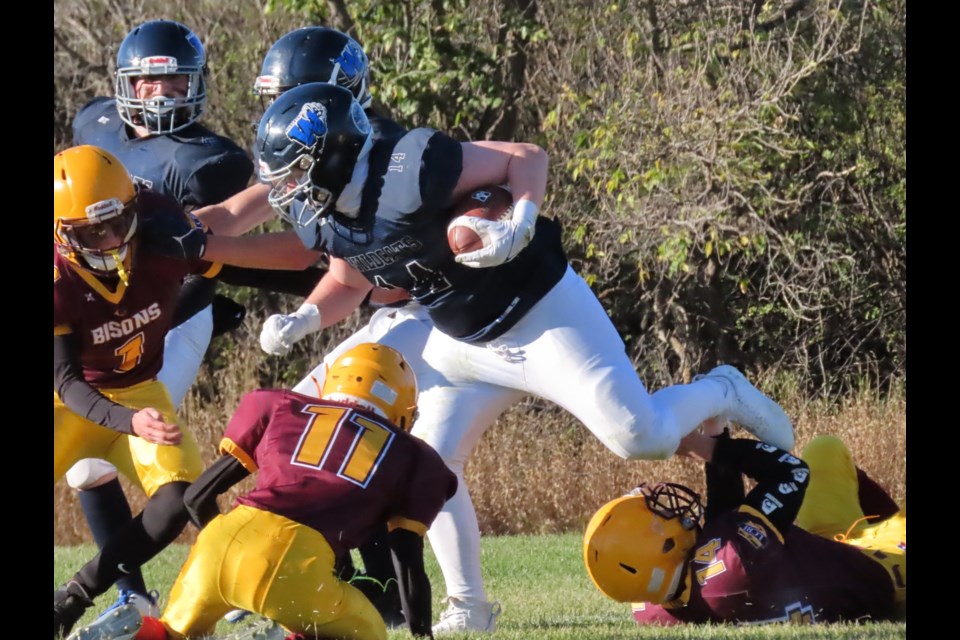 A Wildcat is brought down by a 'herd' of Bisons. Photo by Derek Ruttle.