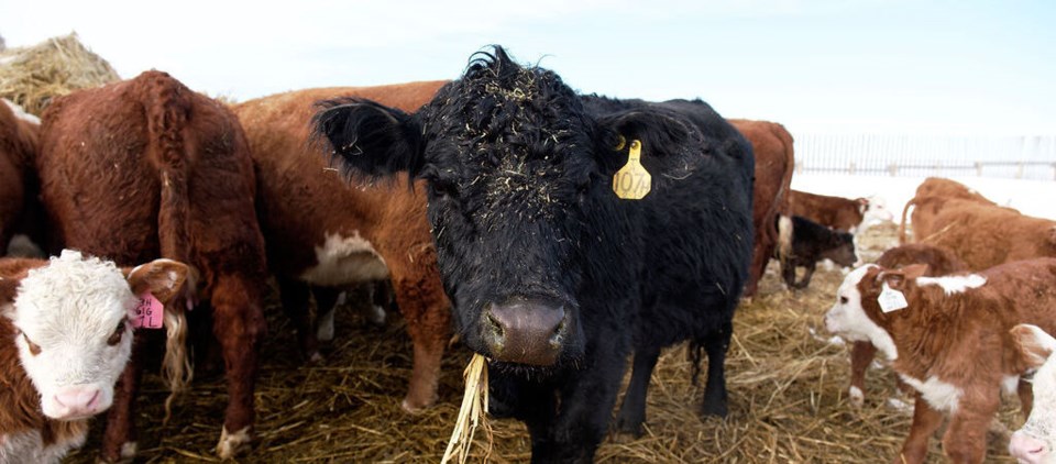 cattleskapas