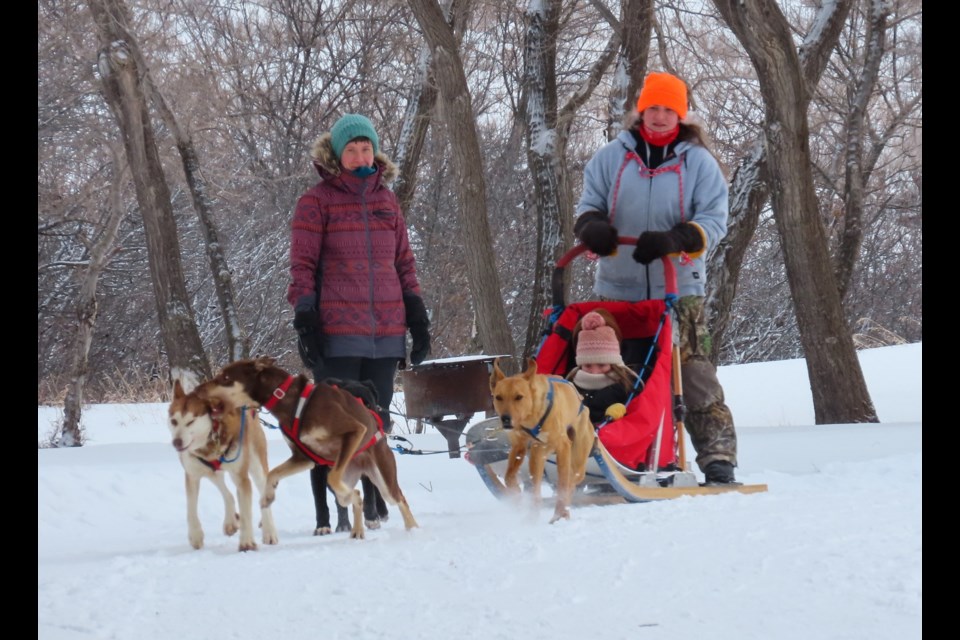 Cara Drury watches as Monroe brings the dogs around the corner.