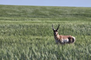 Future looking bright for population of pronghorn species in Saskatchewan