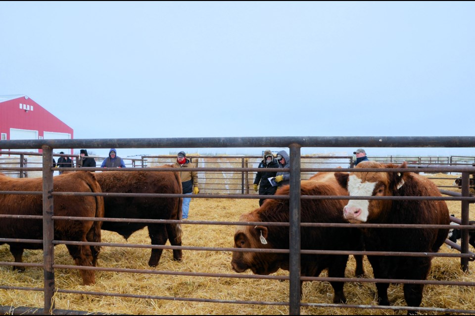 Herd maintenance includes finding the right dams and sires, which will throw strong, healthy calves. 