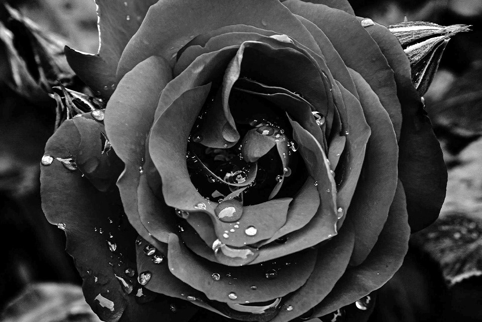 black-rose-unsplash-2
