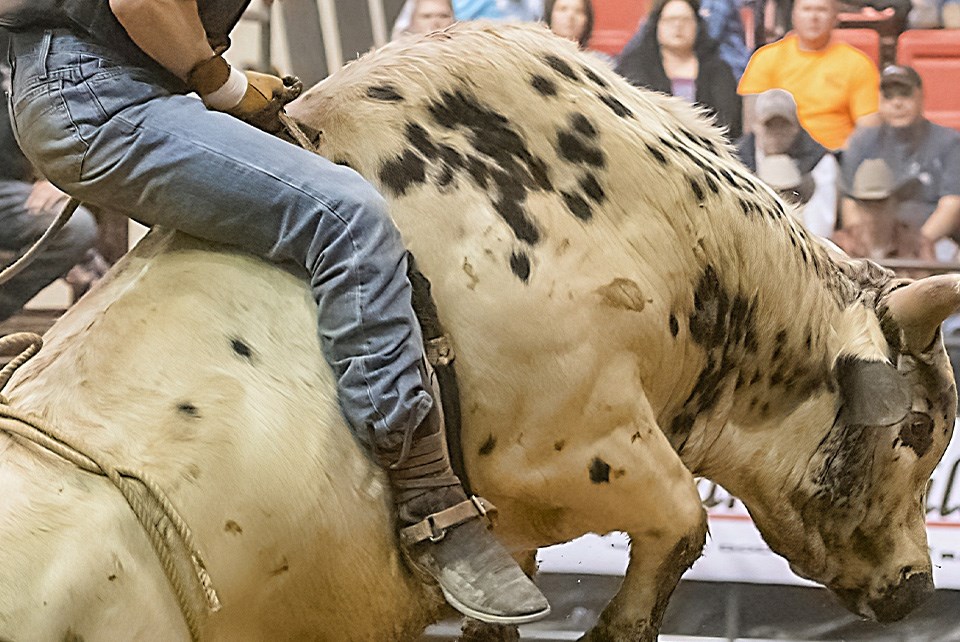 bull-riding-pexels