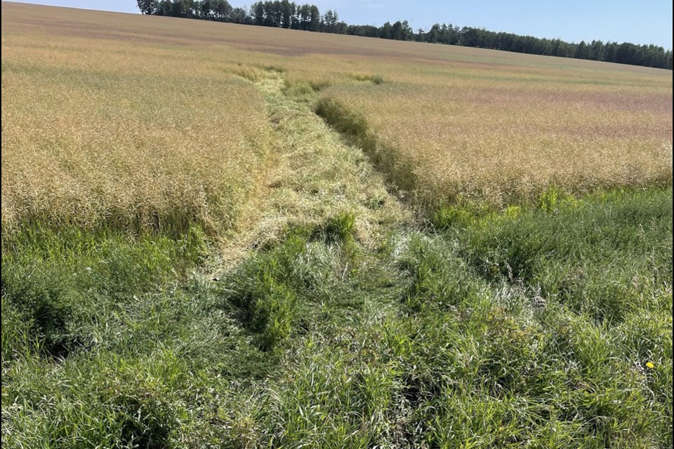 An elk was shot from along a road, then retrieved by driving through the standing canola crop.