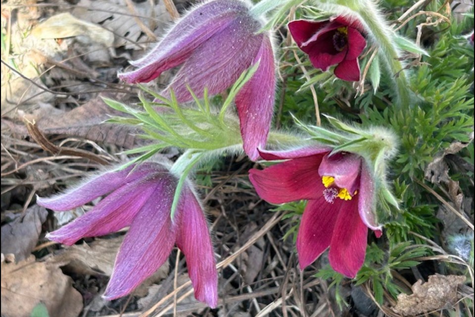 Flower lovers didn't have to look in the wild for crocuses as The Mann House in Saskatoon included these pretty posies in their floral display this spring.