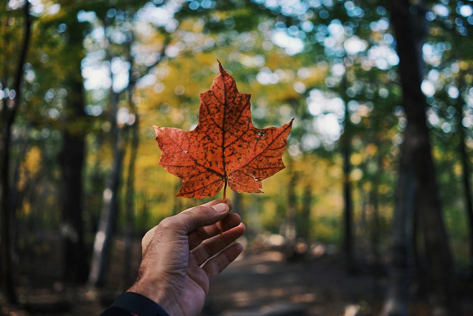 maple-leaf-unsplash