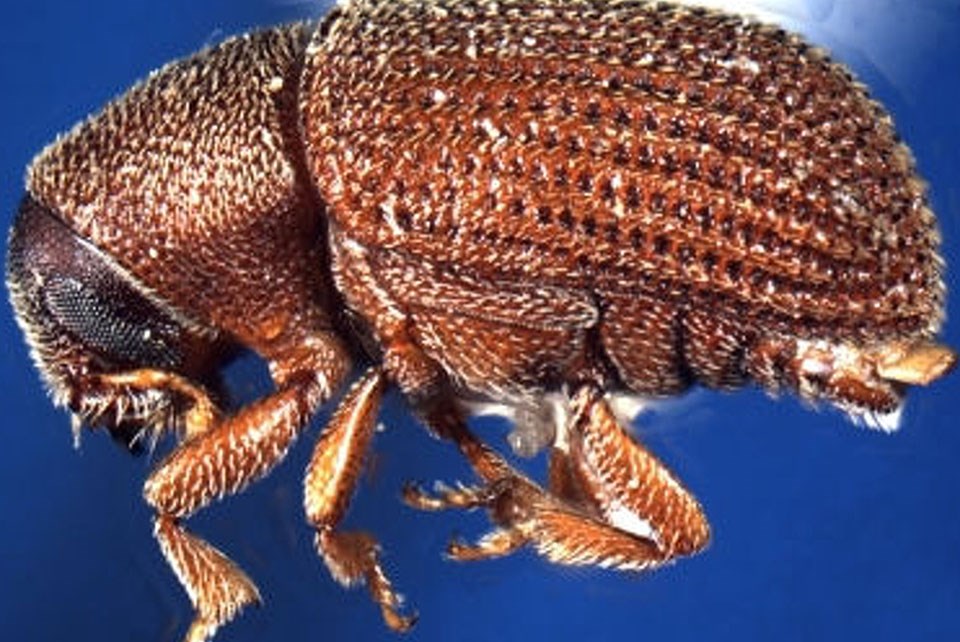 native-elm-beetle