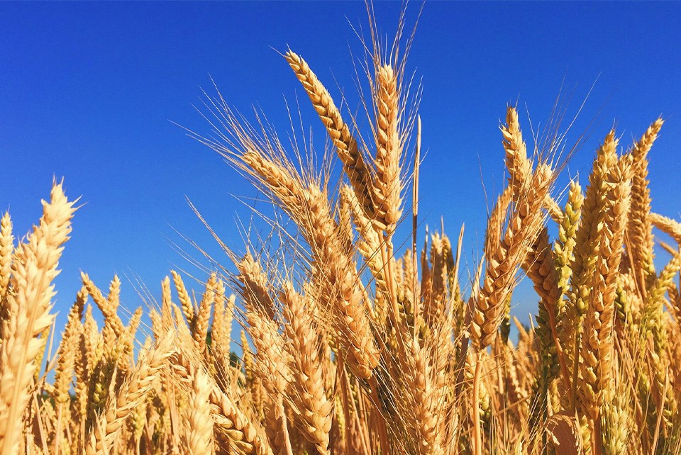 wheat-photo-by-melissa-askew-on-unsplash