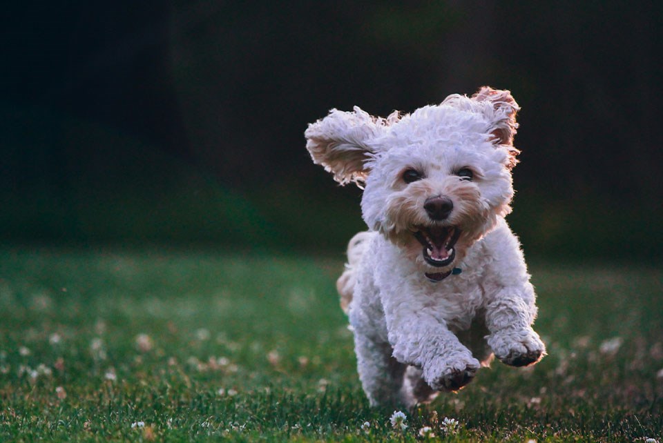 white-dog-unsplash