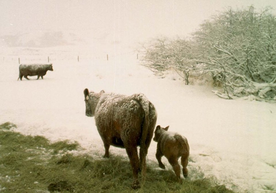 13-MJR_cow-calf-snow_oldy