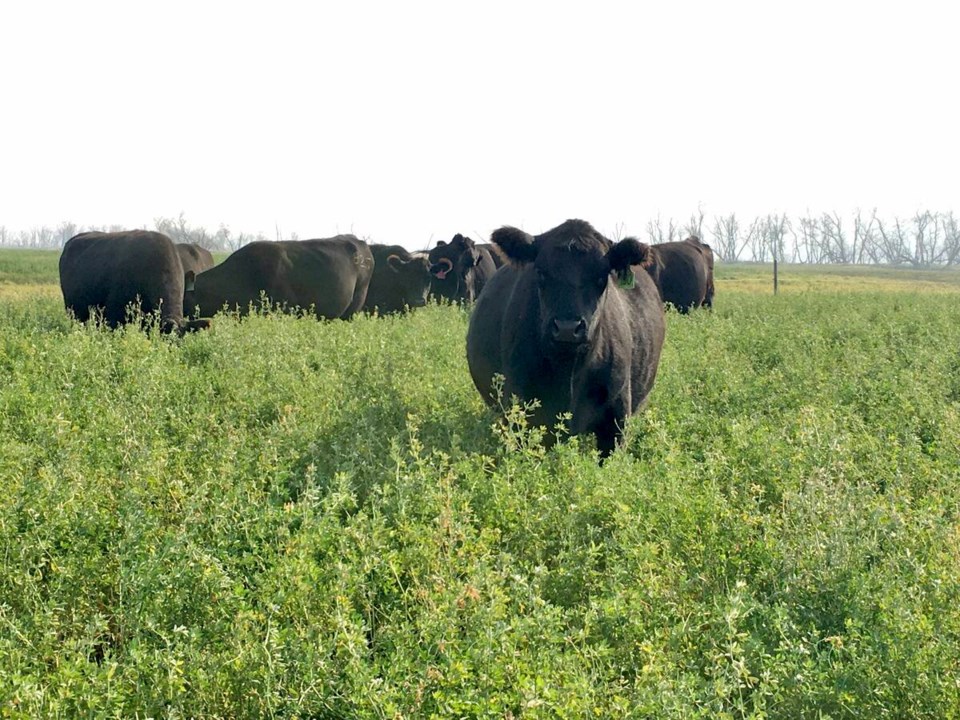 173415_web1_beef-cattle-graze-in-long-forage