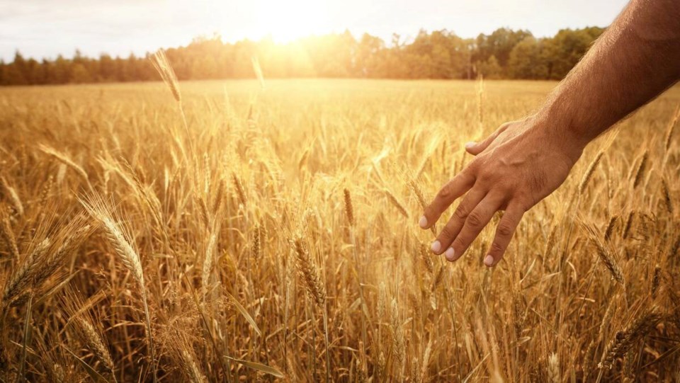 177167_web1_farmer-mental-health