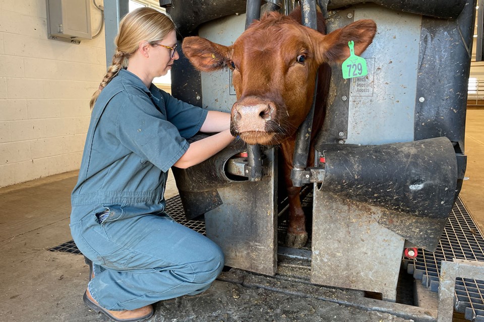 Dr. Emily Snyder collects blood samples every three weeks from 82 healthy cattle to determine normal serotonin levels as part of her research into a deadly lung condition. 