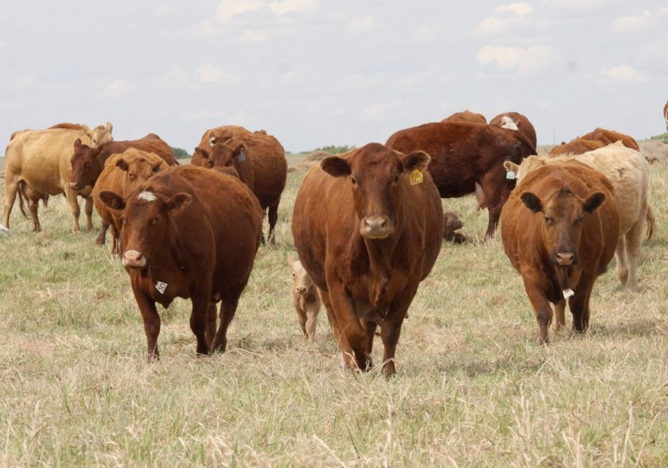 38-cattle-pasture