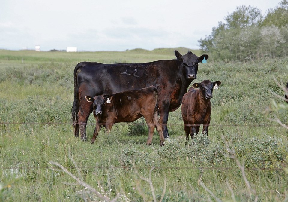 47-4col-PL-cow-and-calves-IMG_9382