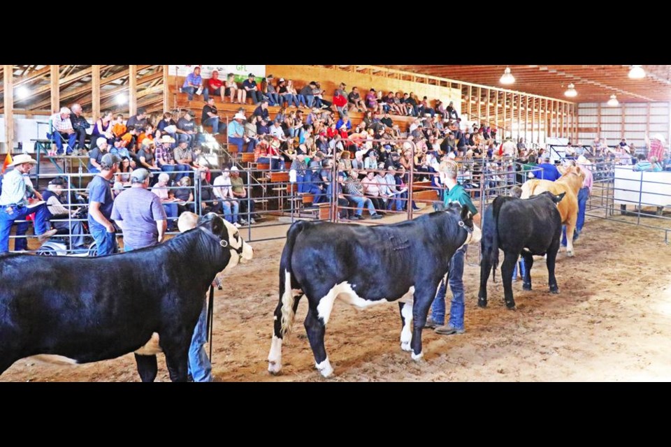 4-H members were lined up in order for their steers to be brought into the sale ring one at a time at the Regional 4-H Fed Calf Sale in 2022.