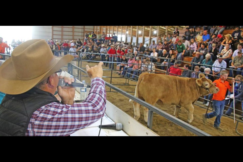 The auctioneer took a bid on a steer at the fed calf sale on Wednesday afternoon.