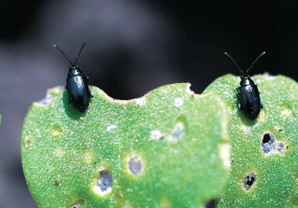 56-3col-file-Flea_Beetles_for_files-copy