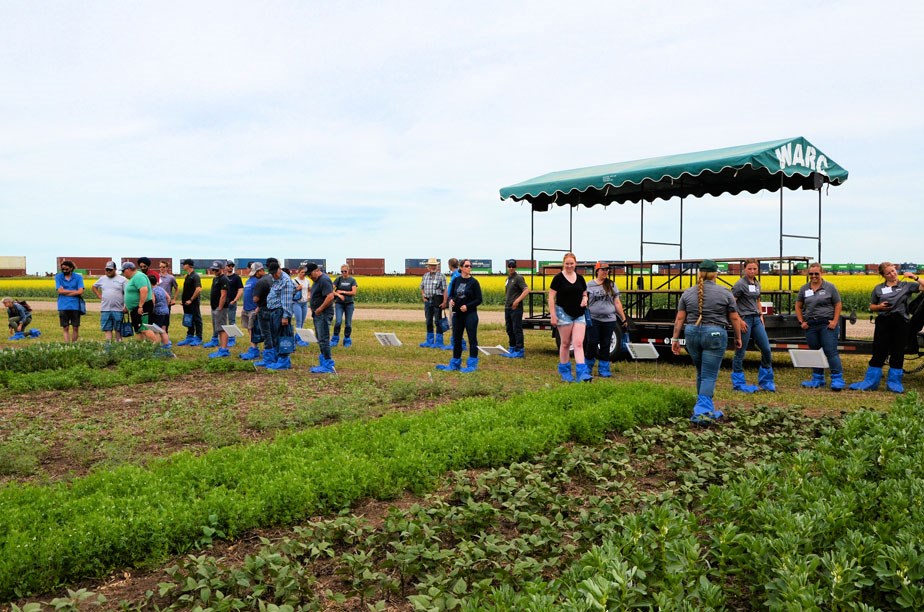 Attendees at the WARC-hosted Scott Field Day look over the test plots of alternate pulse crops. All staff and attendees were issued blue plastic boots to put over their footwear in order to reduce the risk of soil-borne pathogens, especially clubroot.