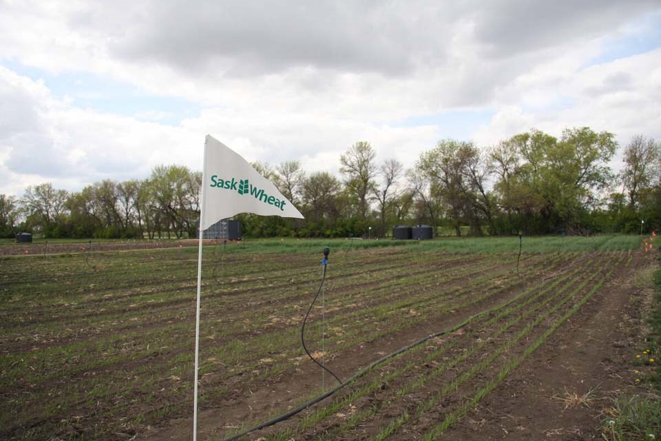saskwheat-aim-plot_may-2025_janelle-rudolph