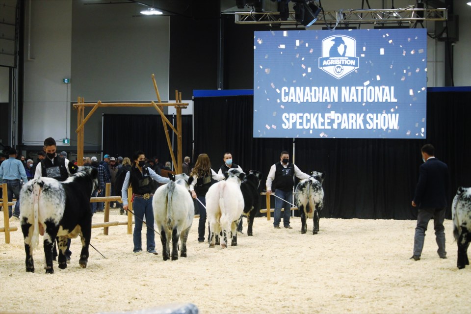 Day three of Agribition saw the return of cattle competitions enmasse, including the National Speckle Park Show.