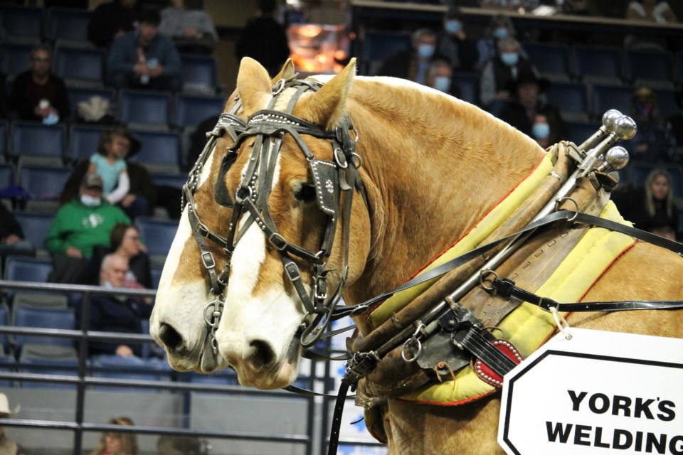The afternoon at Canadian Western Agribition on Tuesday was dedicated to the lightweight, middleweight and heavyweight horse pull championships.
