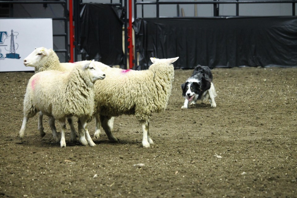 Thursday at Canadian Western Agribition was the day for the International Stock Dog Championships, where the best-trained herding dogs ran the course with expertise.