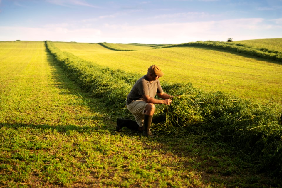 alfalfa crop