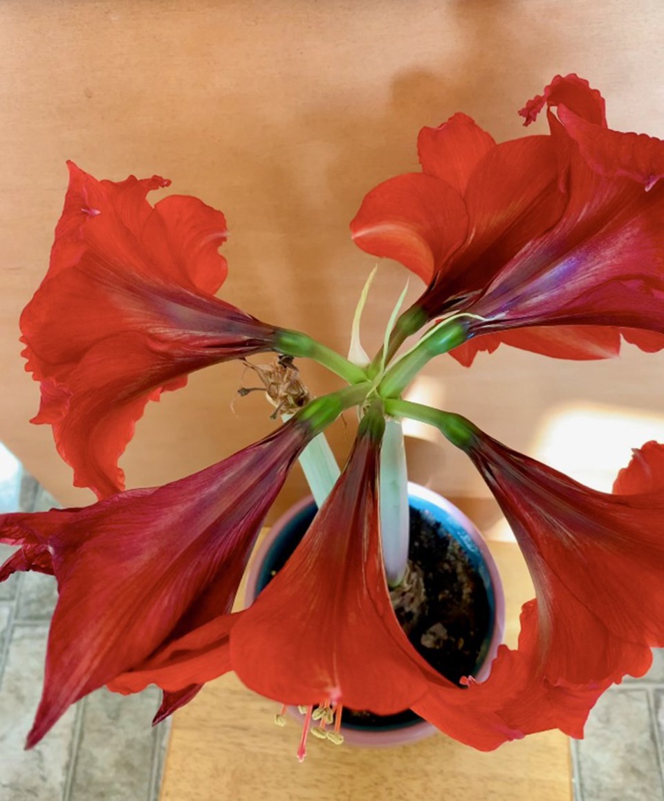 Amaryllis Estevan 2