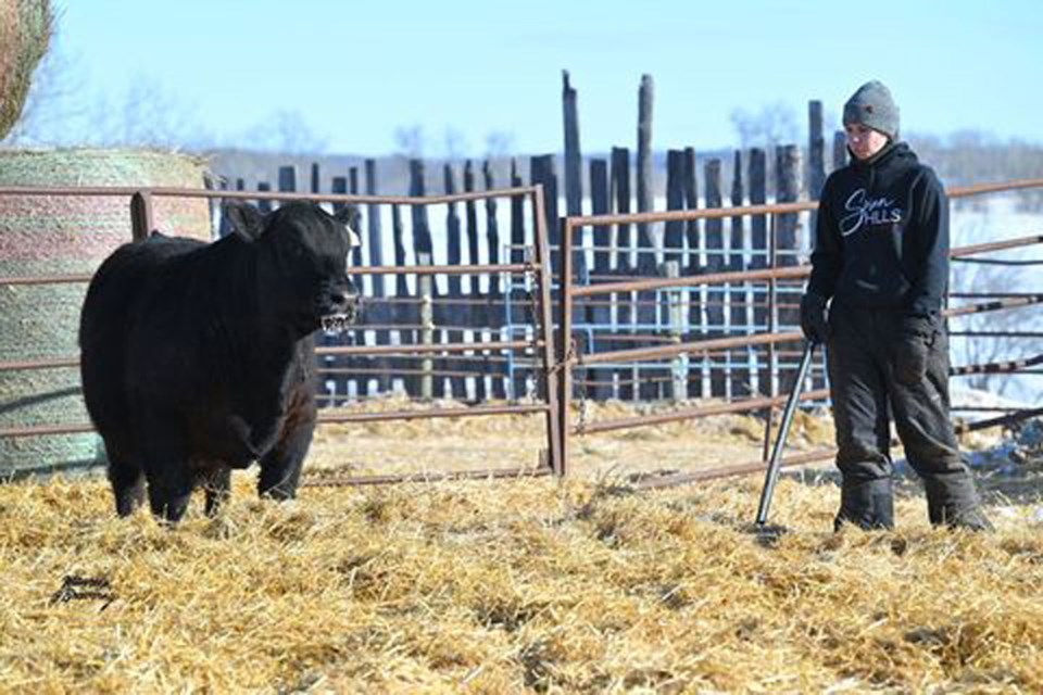 angus-cattle-swan-valley